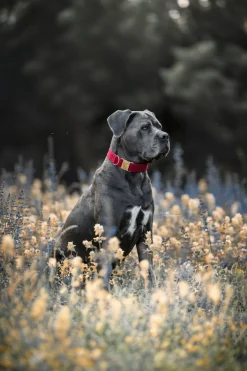 Corduroy Hundhalsband