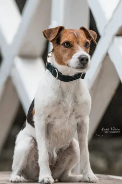 Corduroy Hundhalsband