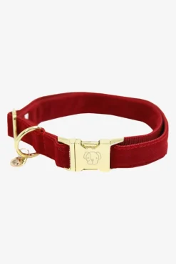 Corduroy Hundhalsband