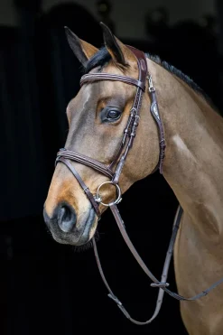 Equiline - Anatomiskt Set