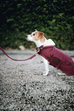 Flätat Hundkoppel