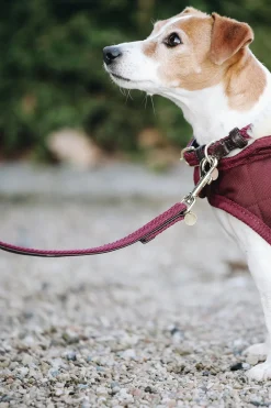 Flätat Hundkoppel