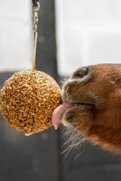 Granola Boll Pepparmint