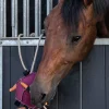 Horse Toy Boll