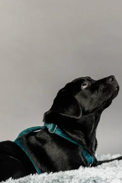 Hundsele Loop Velvet