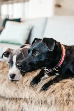 Pärlor Hundhalsband