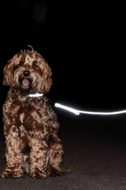Reflex Hundhalsband