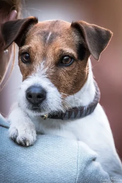 Triangel Hundhalsband