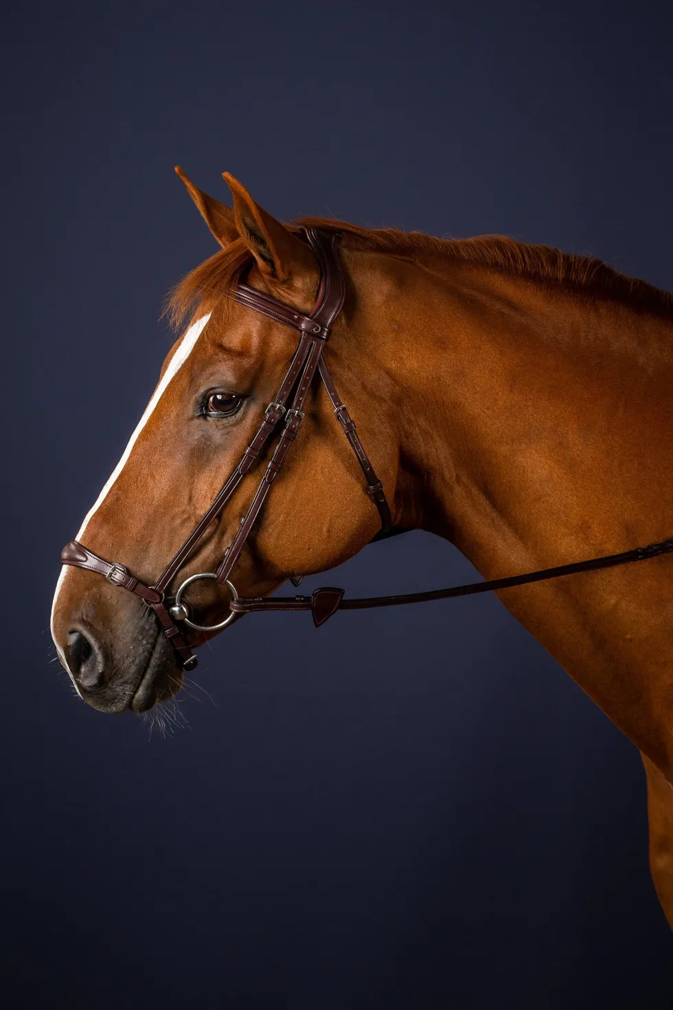 Träns Remontnosgrimma New English Brun