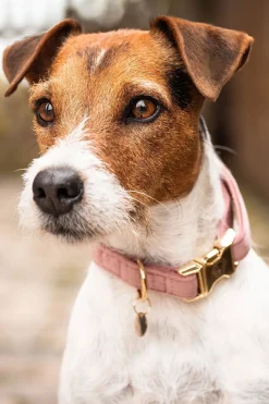 Velvet Hundhalsband