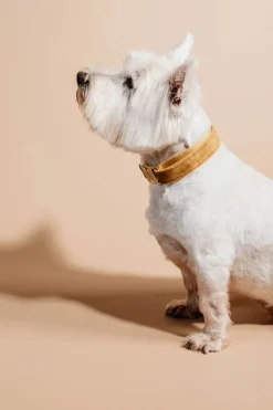 Velvet Hundhalsband