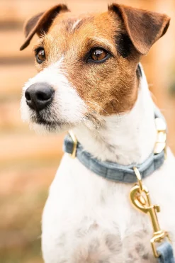 Velvet Hundhalsband