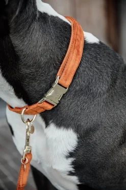 Velvet Hundhalsband